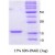 SDS-Page: alpha Synuclein Protein [NBC1-18320] - a-Synuclein A30P, 14.4 kDa (140 aa) , confirmed by MALDI-TOF with a purity of 95% by SDS - PAGE